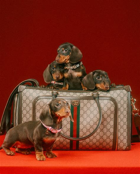 visiera cane gucci prezzo|Gucci Pet Collection is here: la collezione dedicata agli amici a 4 .